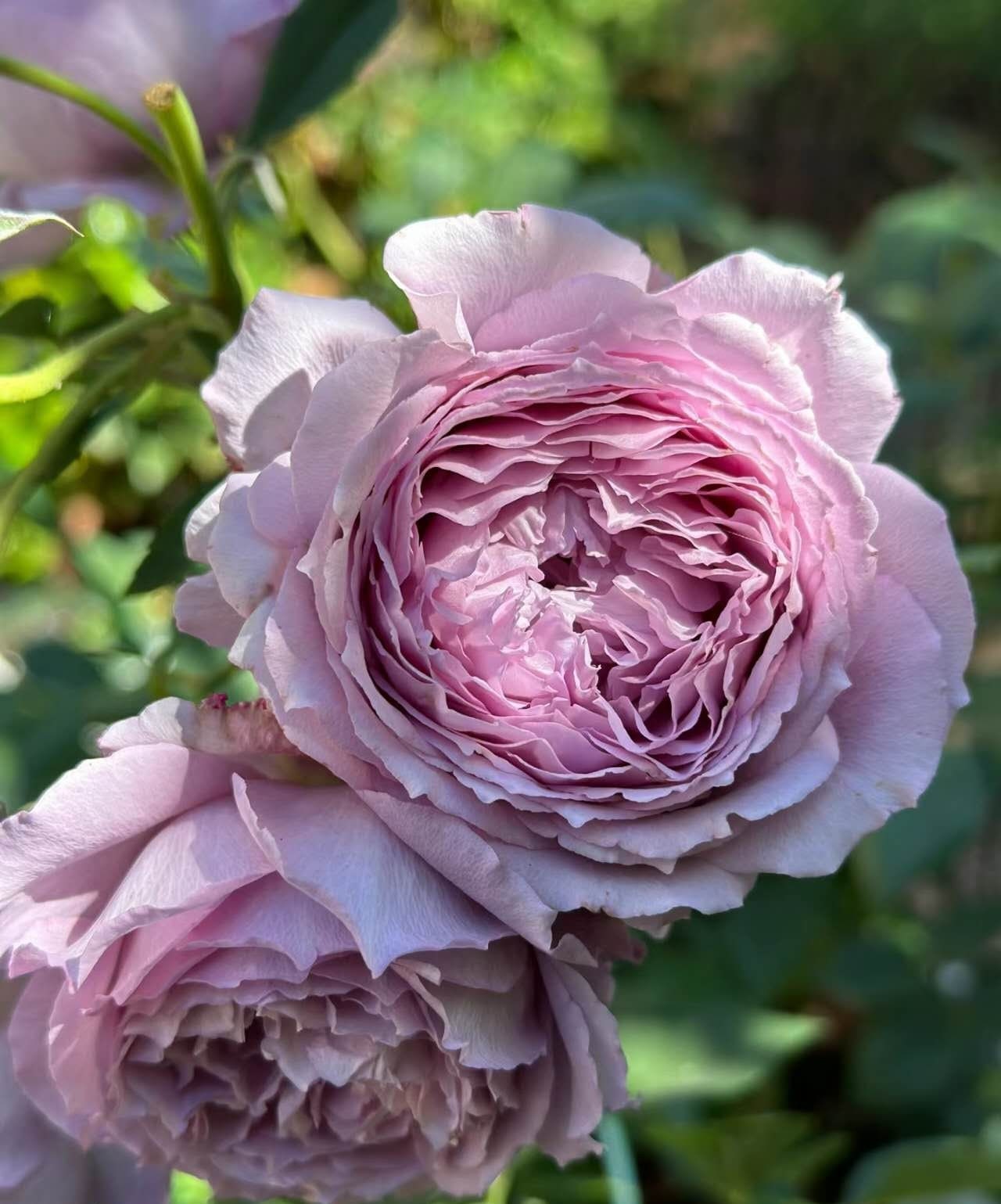 Rose 'Lansiqiu' (蓝丝球) super fragant(1 Gal+ Live Plant) Shrub Rose