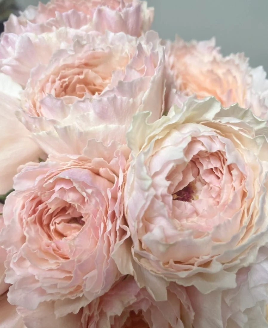 Japanese Rose 'Tsumugi Fuli' (绵绸富力) fragrance, disease resistance, cut flowers (1Gal+ Live Plant) Shrub Rose .