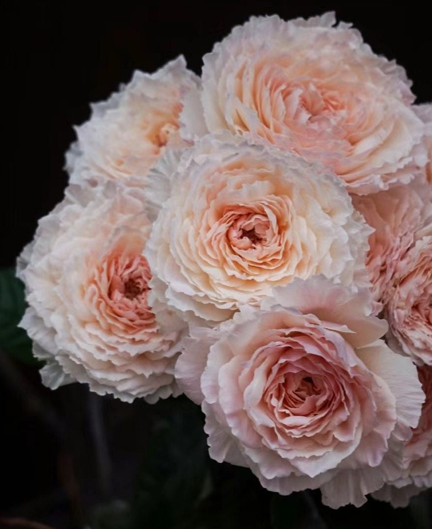Japanese Rose 'Tsumugi Fuli' (绵绸富力) fragrance, disease resistance, cut flowers (1Gal+ Live Plant) Shrub Rose .