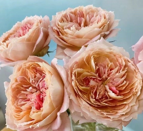 Japanese Rose(candy antique) (奶糖古董 ) Large flowers, strong fragrance, disease resistance, cut flowers