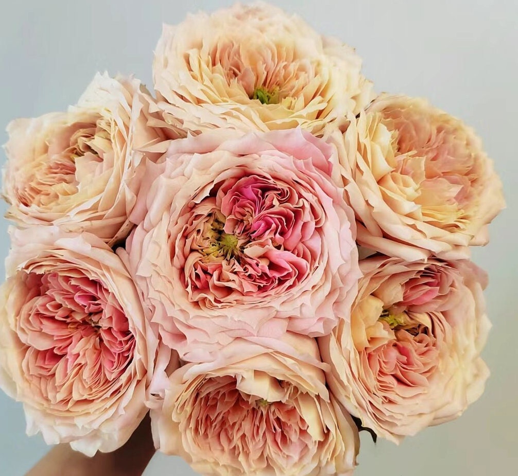 Japanese Rose(candy antique) (奶糖古董 ) Large flowers, strong fragrance, disease resistance, cut flowers