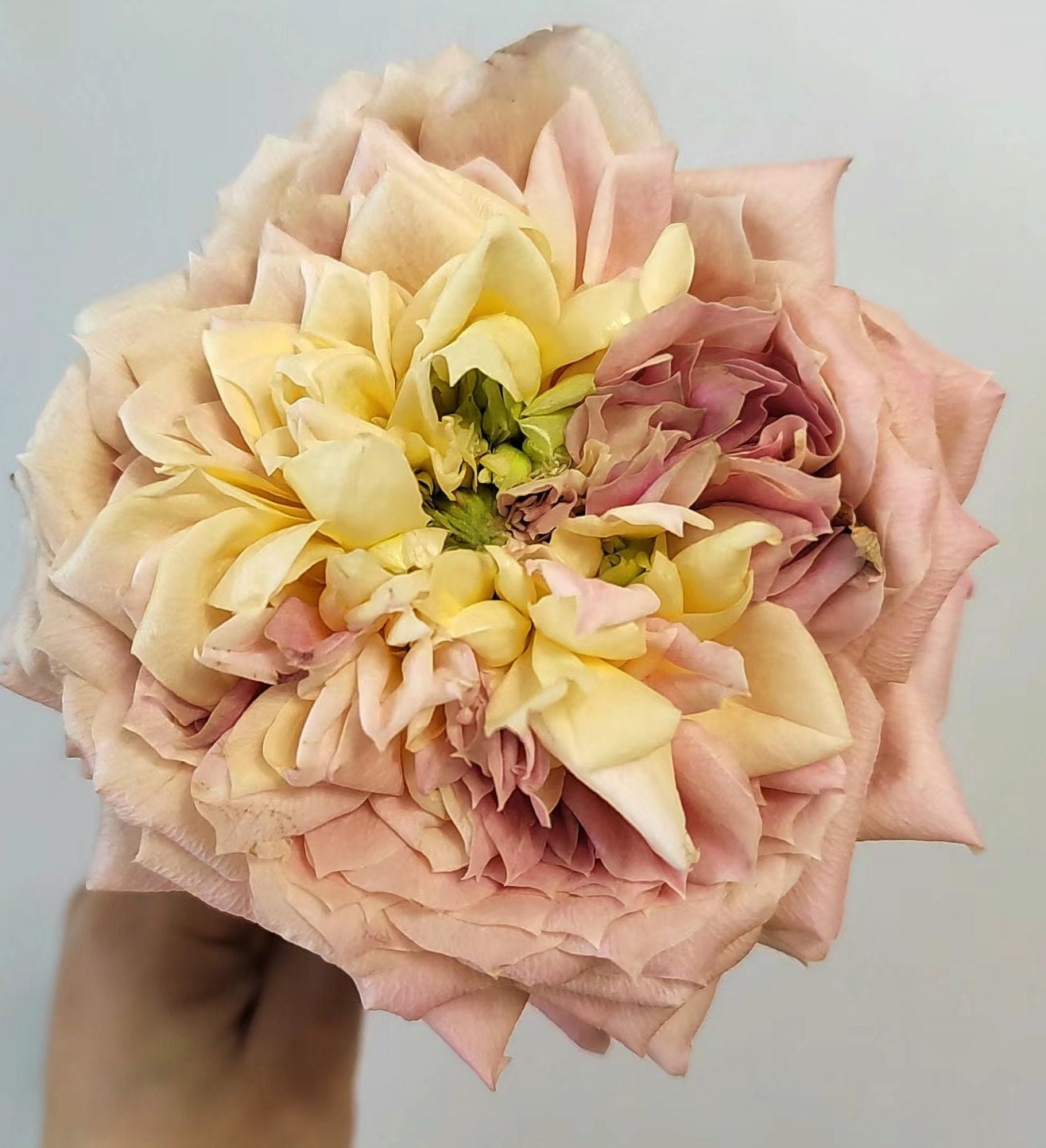 Japanese Rose(candy antique) (奶糖古董 ) Large flowers, strong fragrance, disease resistance, cut flowers