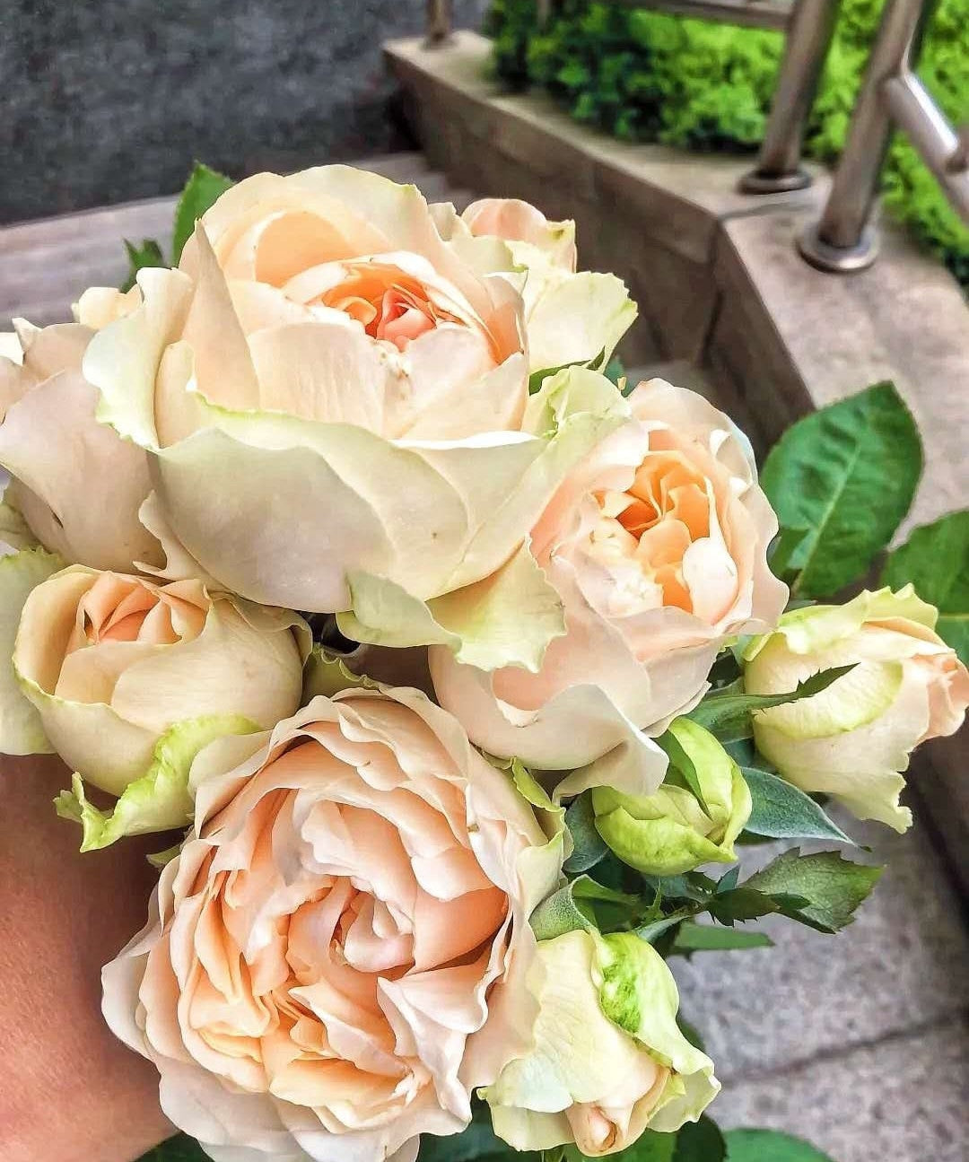 Rose 'Unforgettable' (难忘) (1Gal Live Plant) Shrub Rose