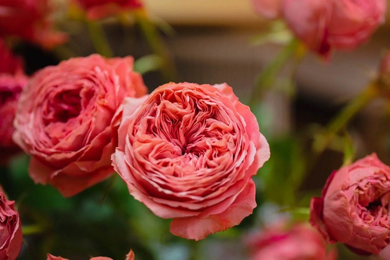 Rose 'Bella Trendsetter' (潮流贝拉) (1 Gal Live Plant)