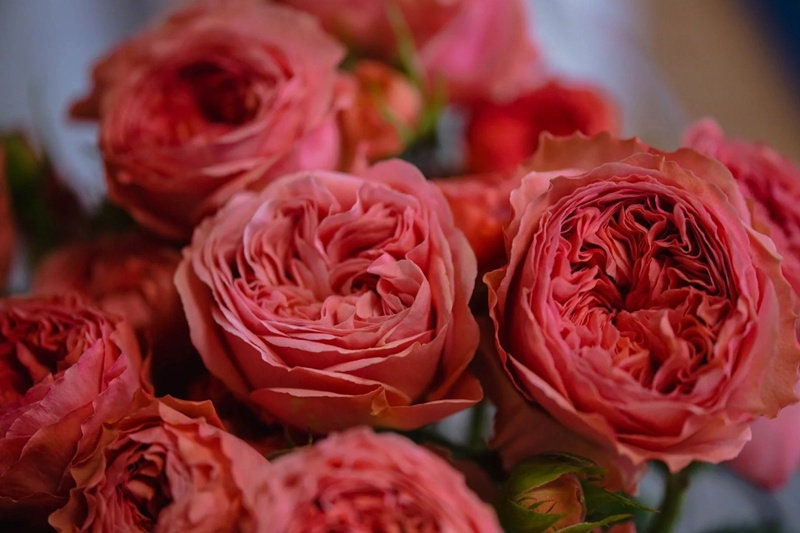 Rose 'Bella Trendsetter' (潮流贝拉) (1 Gal Live Plant)