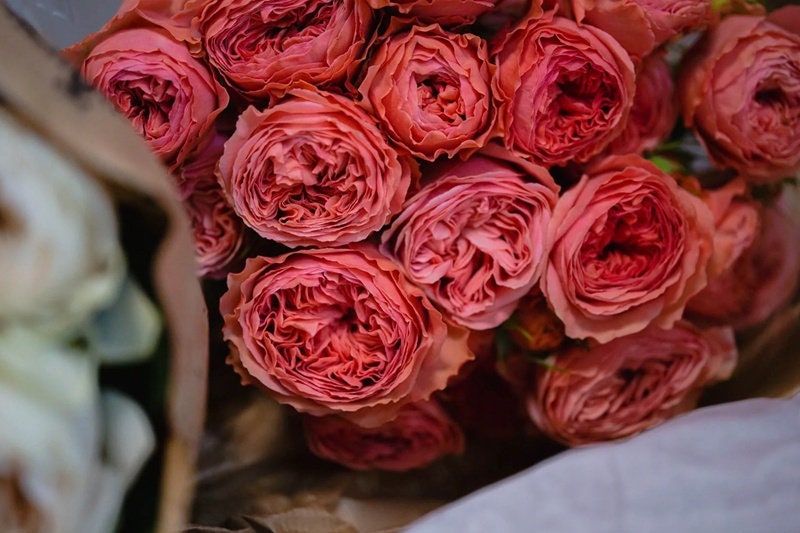 Rose 'Bella Trendsetter' (潮流贝拉) (1 Gal Live Plant)