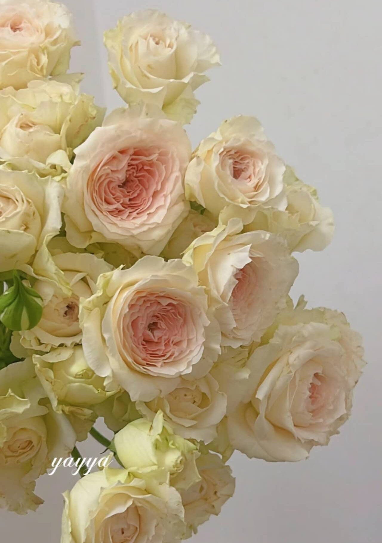 jade channel netherlands rose ( 翡翠台) (1 Gal+ Live Plant) Shrub Rose