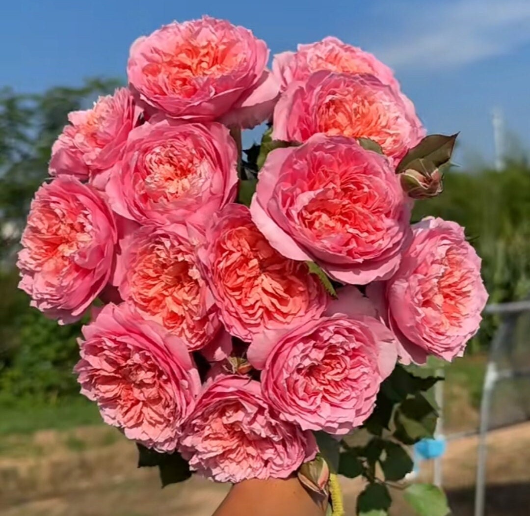 Rose 'Tao Ran' (桃染) 1Gal Own Root Bare Root|天狼月季| Strong Musky &Myrrh Fragrance| Large Bloom| Heat Resistant |