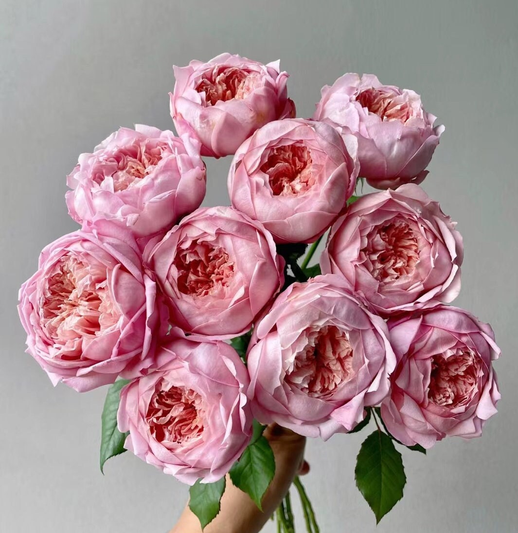 Rose 'Tao Ran' (桃染) 1Gal Own Root Bare Root|天狼月季| Strong Musky &Myrrh Fragrance| Large Bloom| Heat Resistant |