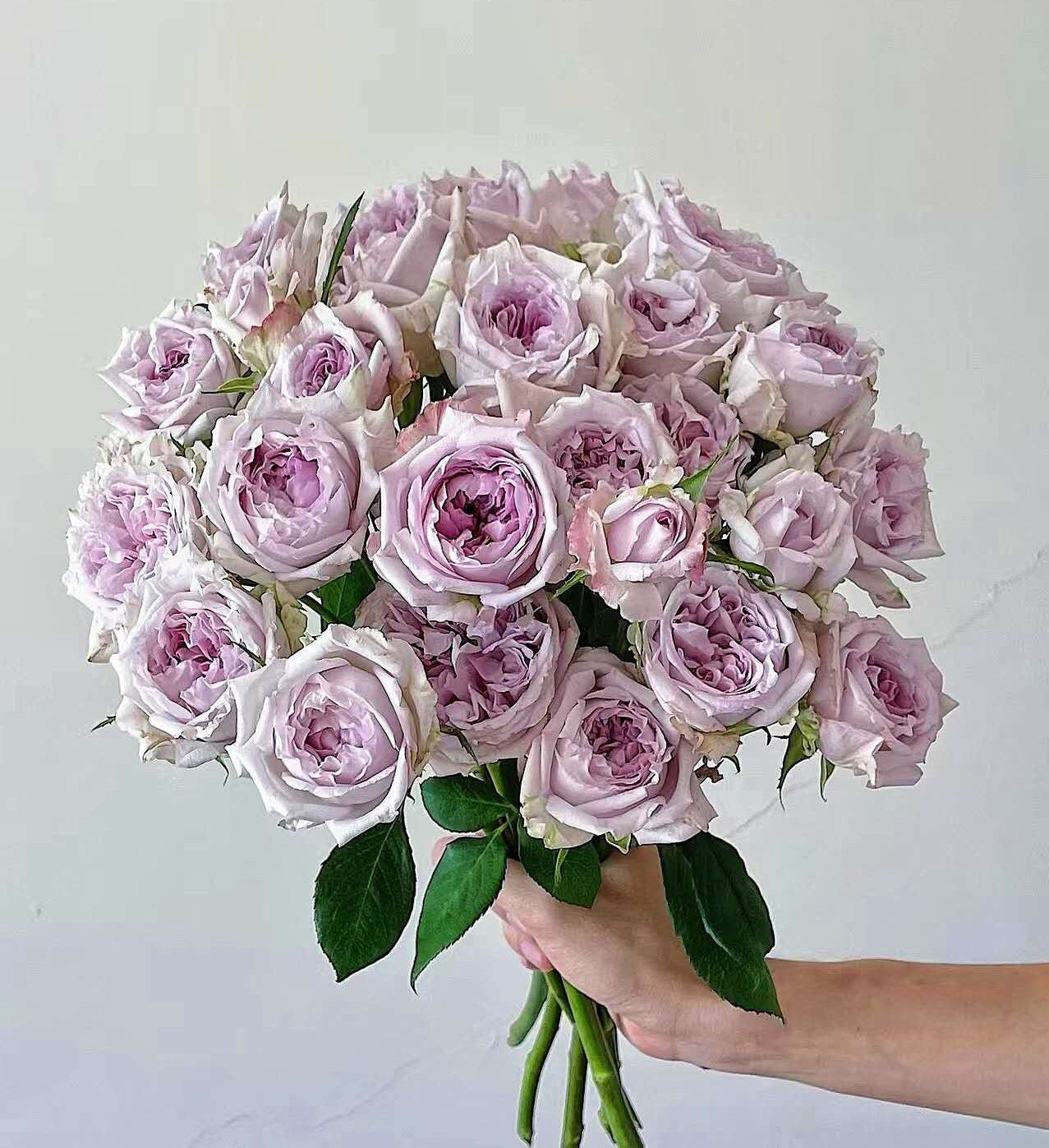 Rose 'Patchouli' (广霍香) VIP rose super fragrant cut rose live plant 1gal
