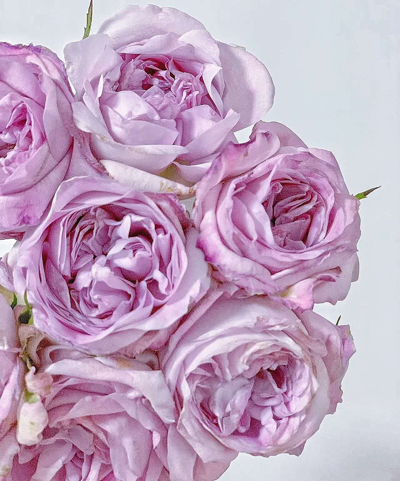Rose 'Patchouli' (广霍香) VIP rose super fragrant cut rose live plant 1gal