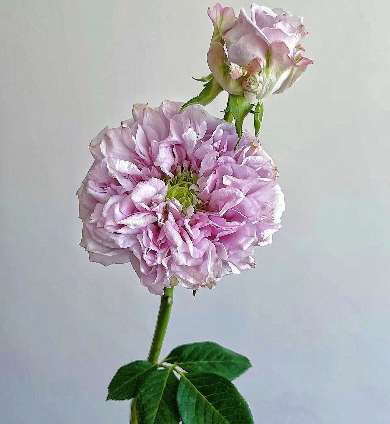 Rose 'Patchouli' (广霍香) VIP rose super fragrant cut rose live plant 1gal