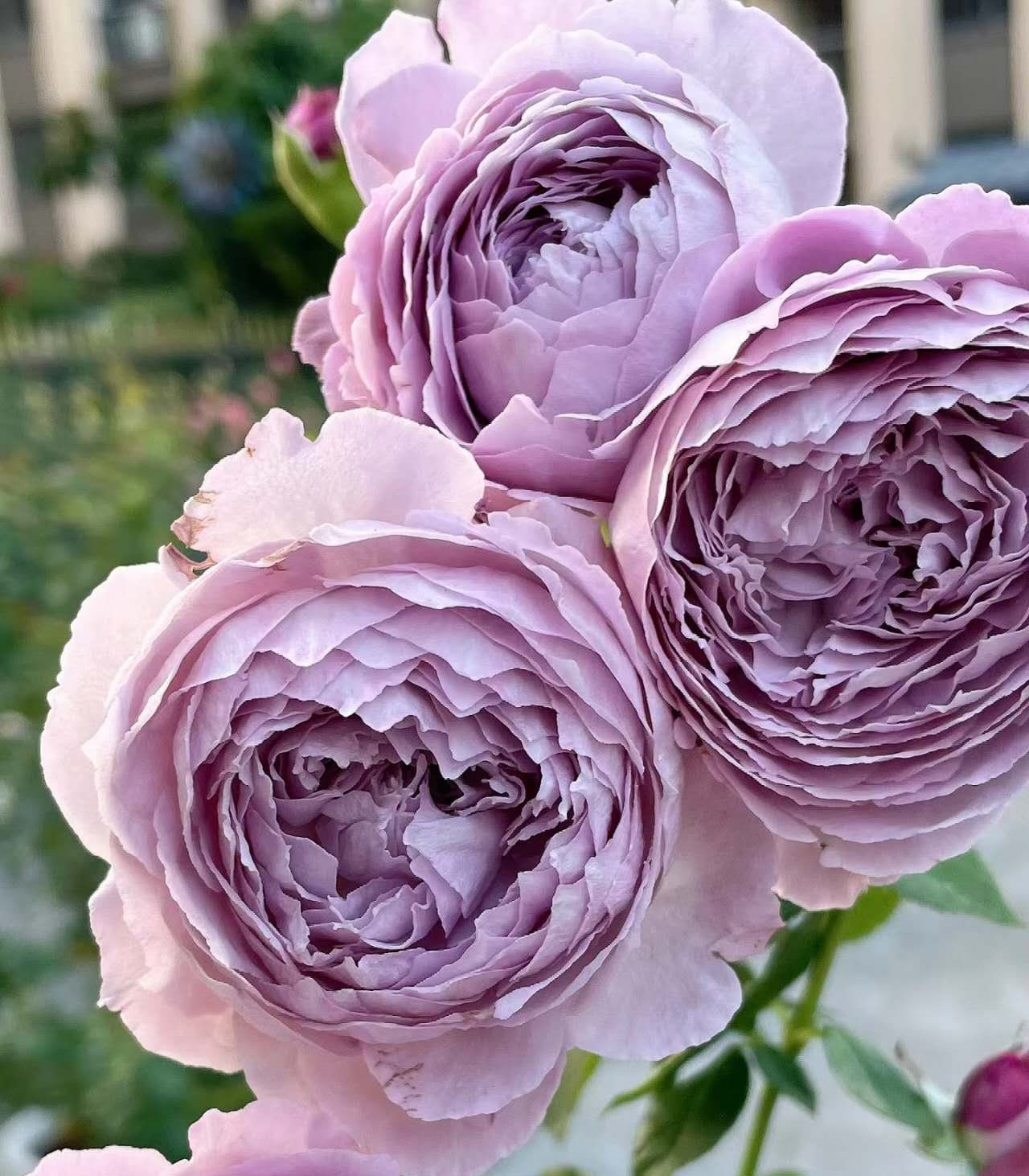 Rose 'Lansiqiu' (蓝丝球) super fragant(1 Gal+ Live Plant) Shrub Rose