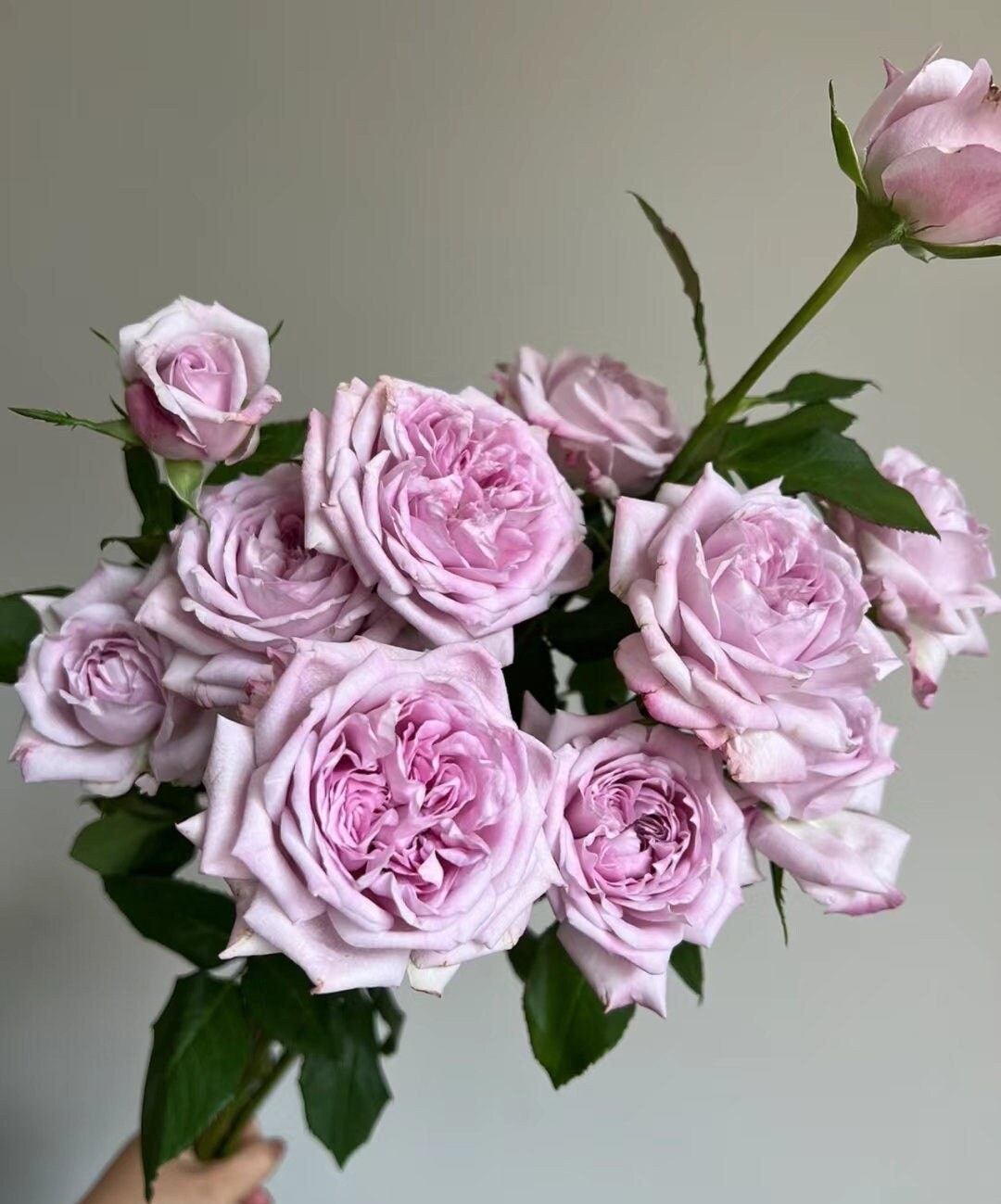 Rose 'Patchouli' (广霍香) VIP rose super fragrant cut rose live plant 1gal