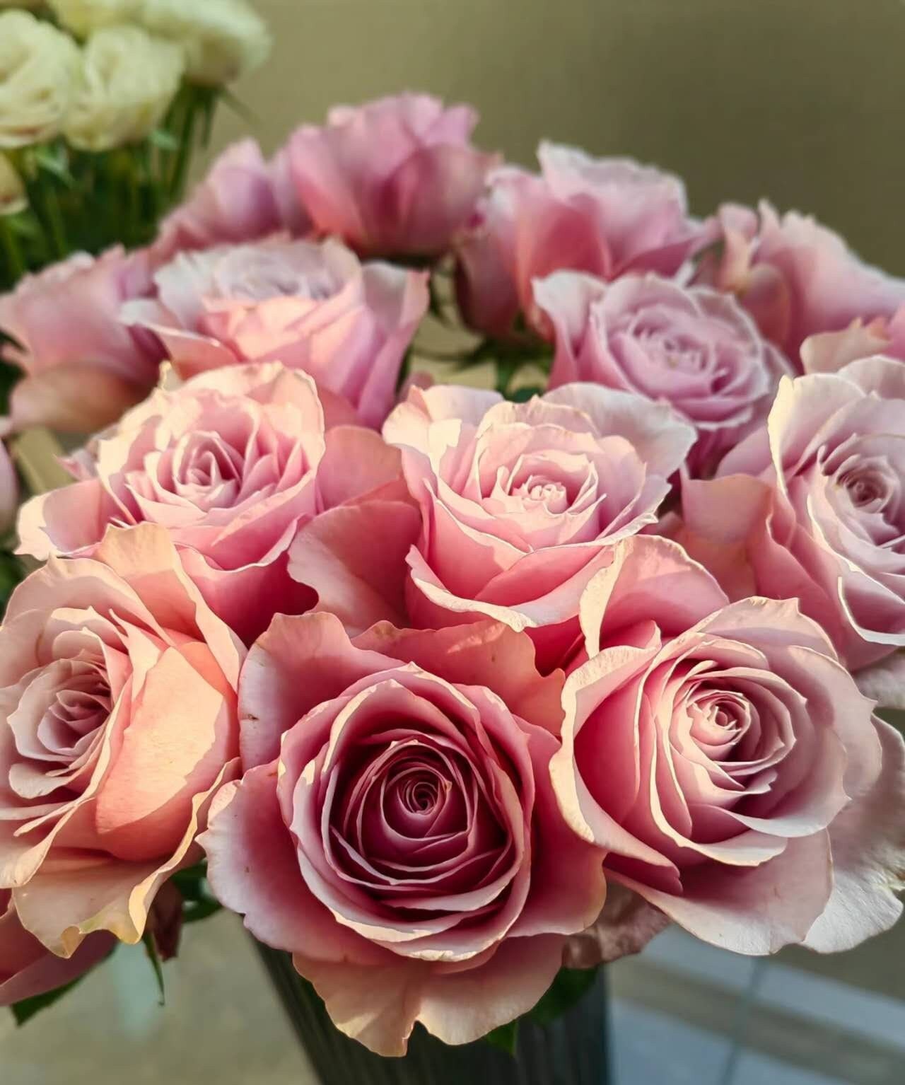 Rose 'Cossette' (珂赛特) (1Gal+ Live Plant)