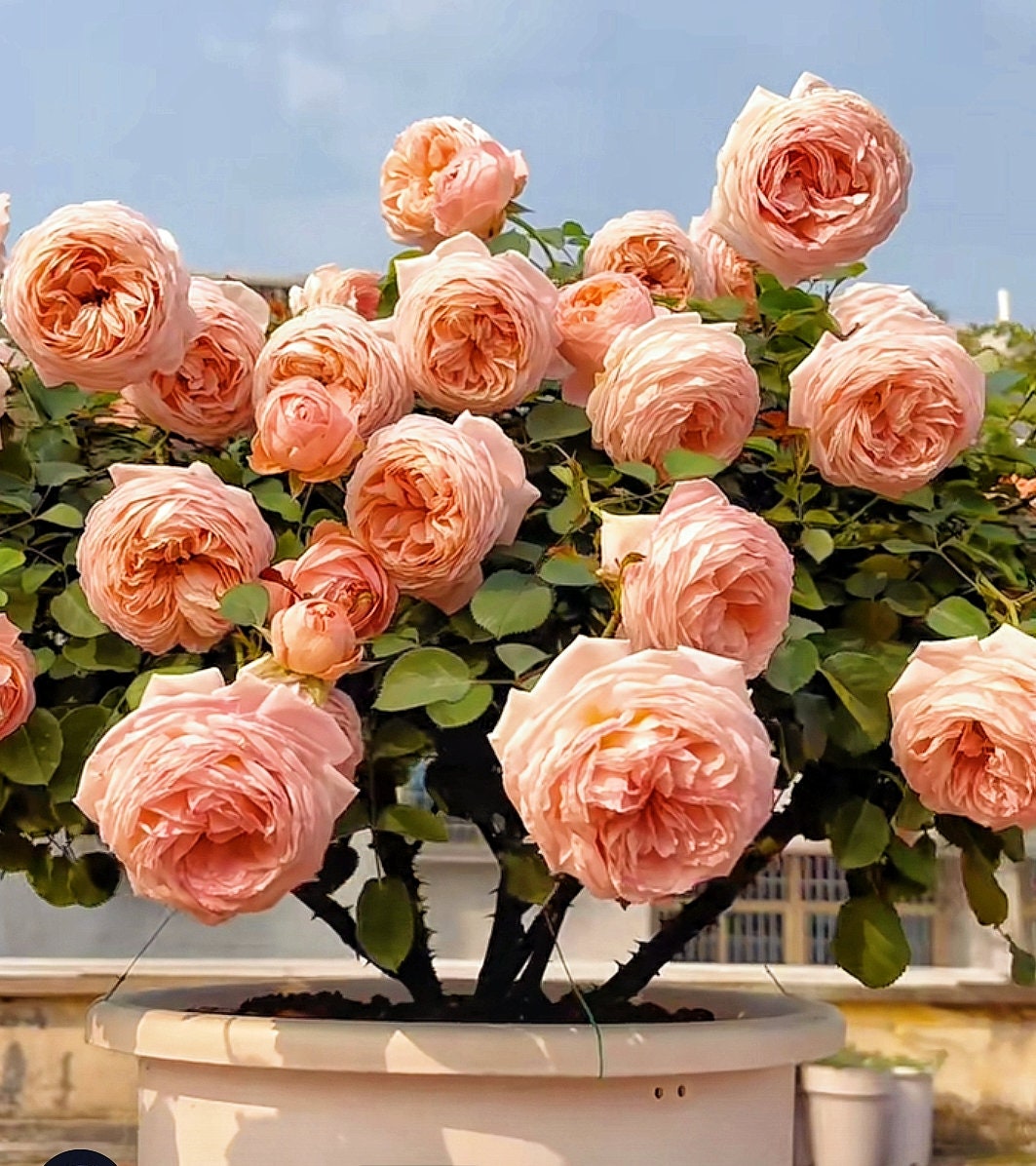 Rose 'Confiture' (果酱) fragrance, disease resistance, cut flowers (1Gal+ Live Plant) Shrub Rose .