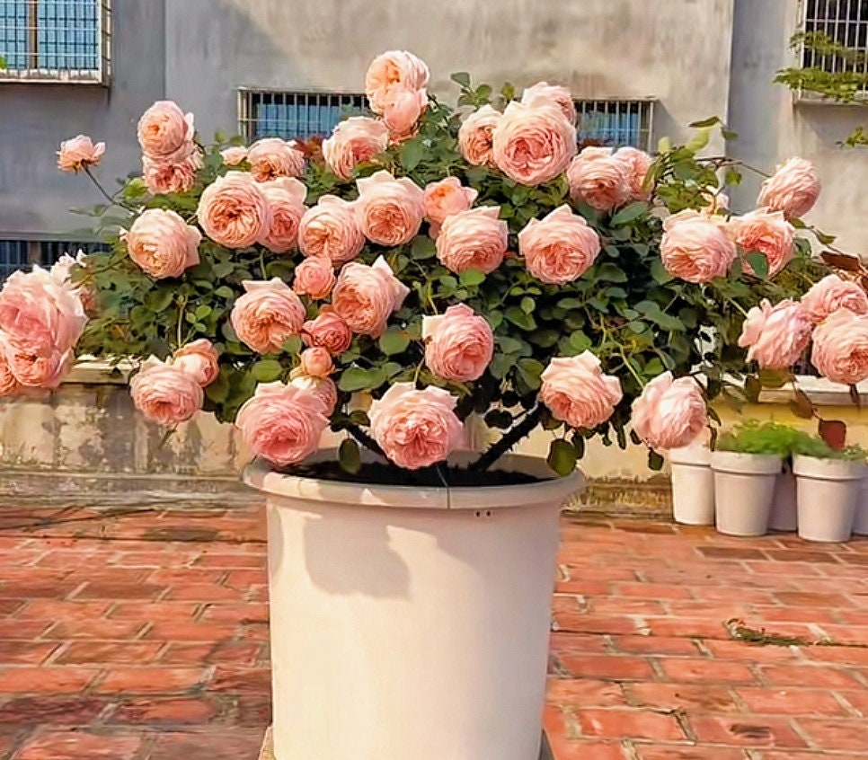 Rose 'Confiture' (果酱) fragrance, disease resistance, cut flowers (1Gal+ Live Plant) Shrub Rose .