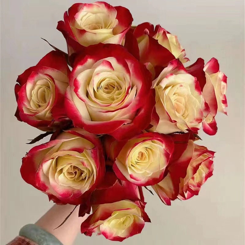 Rose (Her Majesty) 女王陛下 (1Gal+ Live Plant) cut rose Shrub Rose