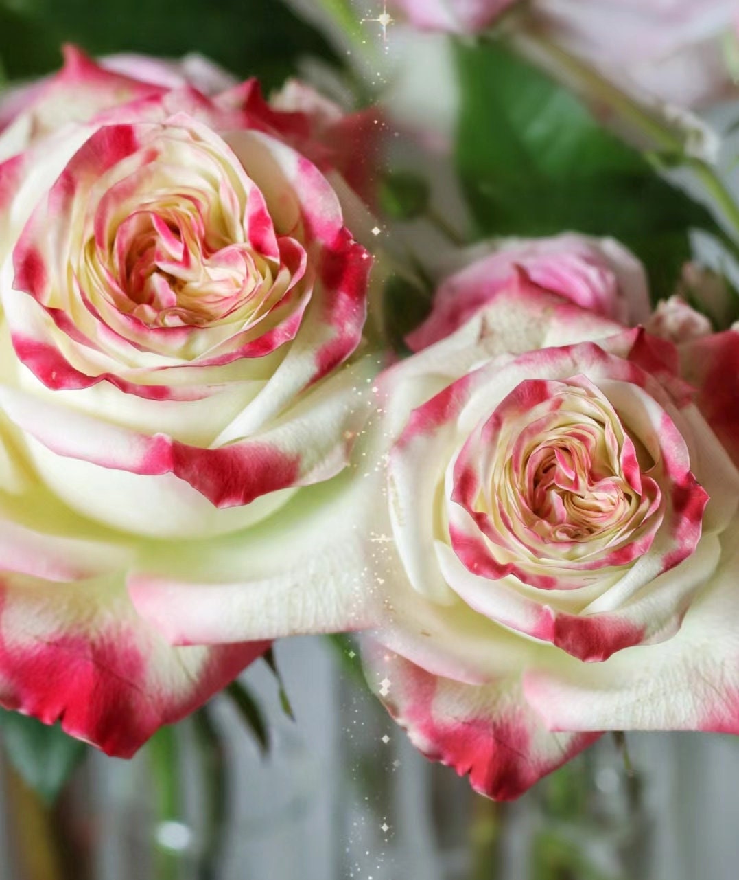 Rose (Her Majesty) 女王陛下 (1Gal+ Live Plant) cut rose Shrub Rose