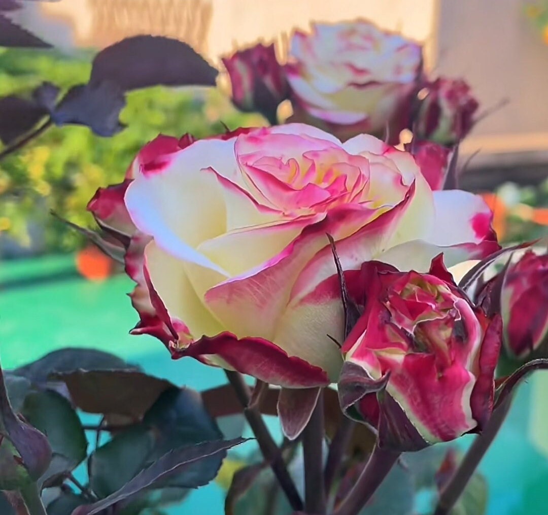 Rose (Her Majesty) 女王陛下 (1Gal+ Live Plant) cut rose Shrub Rose