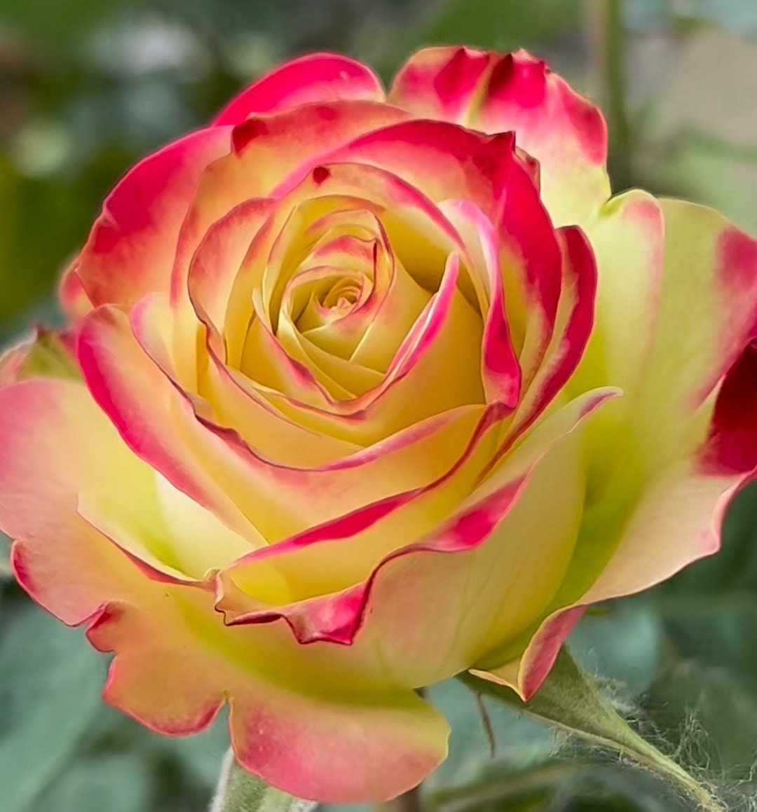 Rose (Her Majesty) 女王陛下 (1Gal+ Live Plant) cut rose Shrub Rose