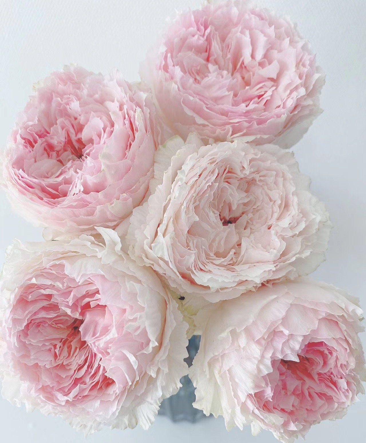 Japanese Rose 'Tsumugi Fuli' (绵绸富力) fragrance, disease resistance, cut flowers (1Gal+ Live Plant) Shrub Rose .