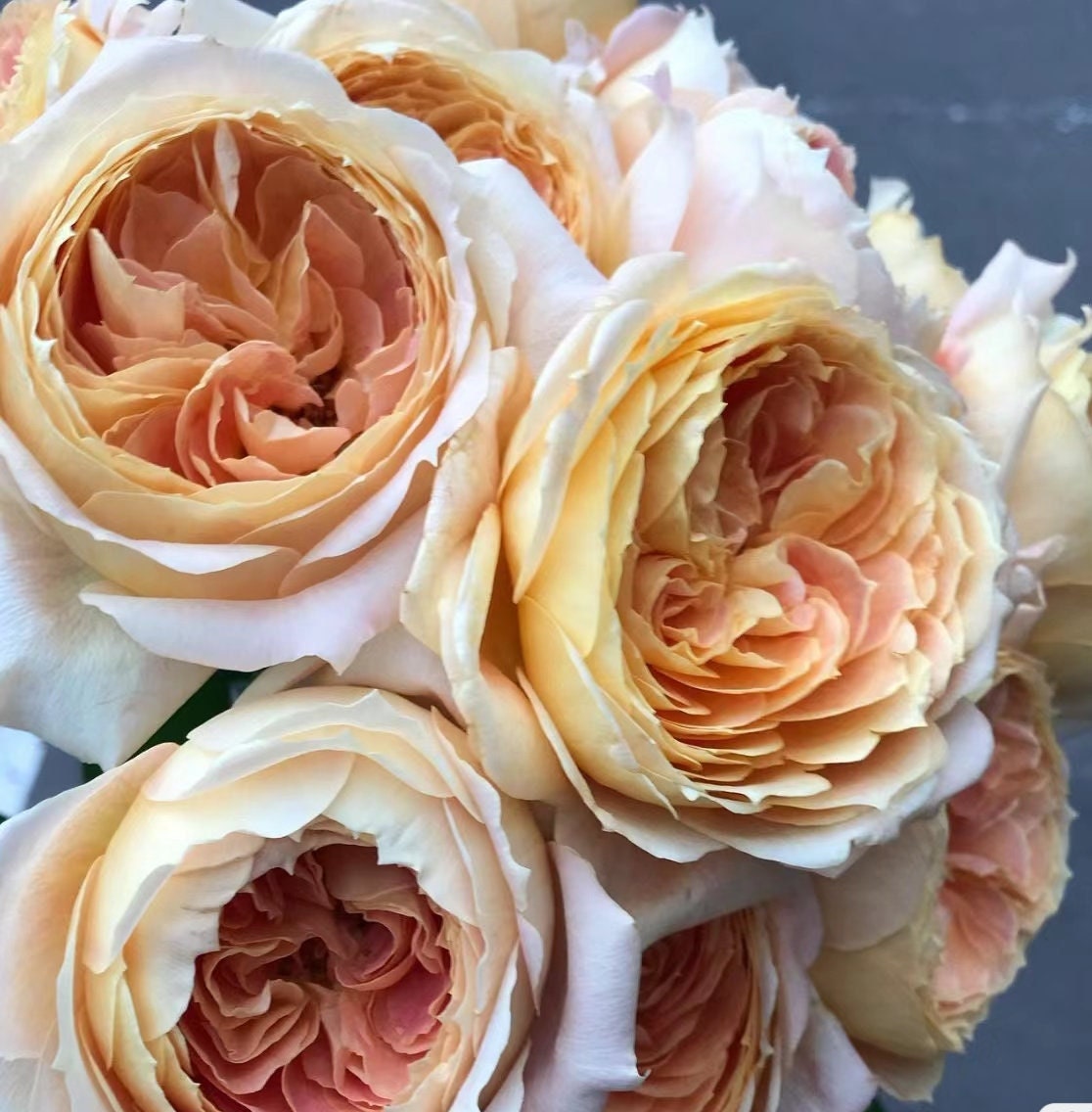 Japanese Rose(candy antique) (奶糖古董 ) Large flowers, strong fragrance, disease resistance, cut flowers