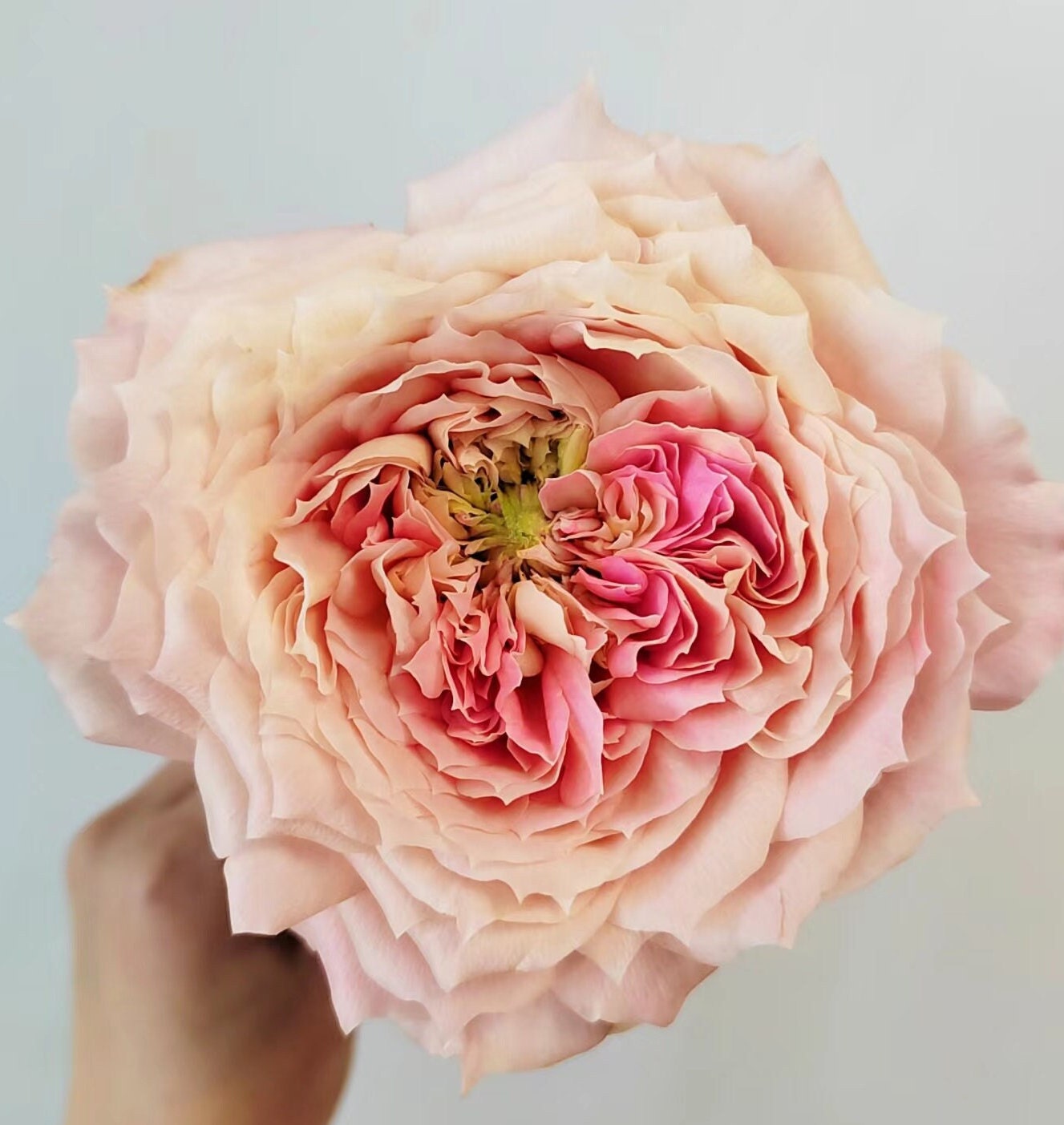 Japanese Rose(candy antique) (奶糖古董 ) Large flowers, strong fragrance, disease resistance, cut flowers