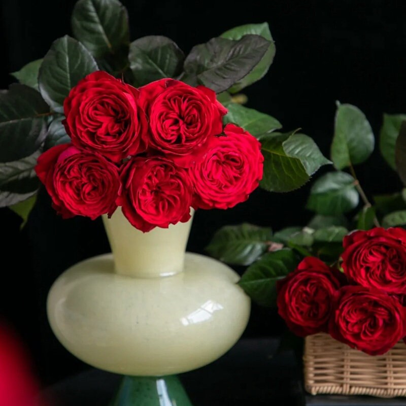 Rose 'lotus lantern' (宝莲灯) (1 Gal+ Live Plant) Shrub Rose,cut rose