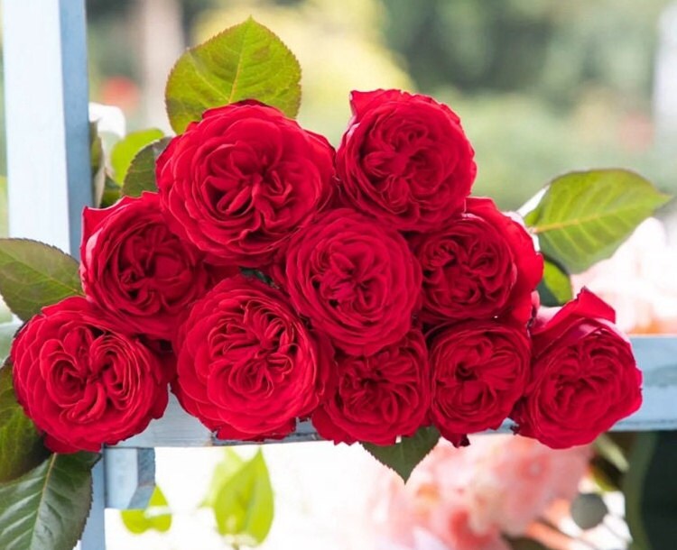 Rose 'lotus lantern' (宝莲灯) (1 Gal+ Live Plant) Shrub Rose,cut rose