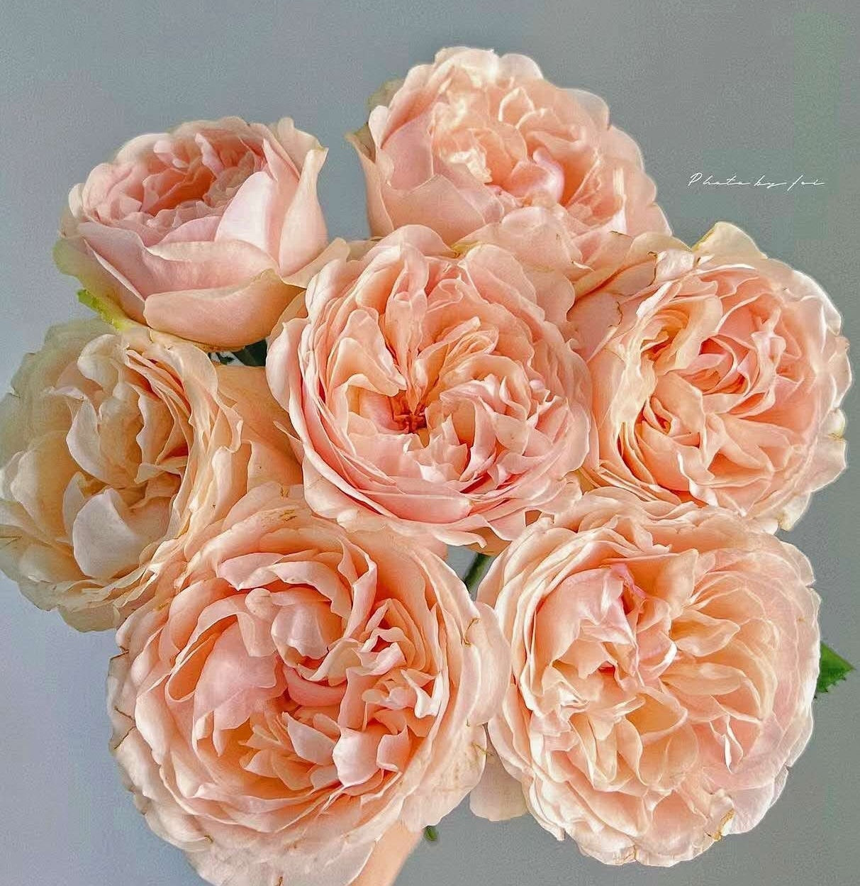 Rose 'Unforgettable' (难忘) (1Gal Live Plant) Shrub Rose