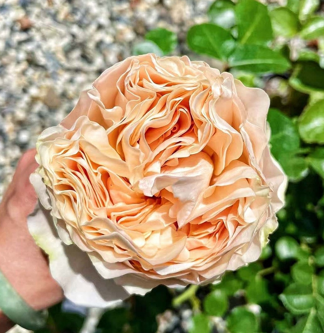 Rose 'Unforgettable' (难忘) (1Gal Live Plant) Shrub Rose