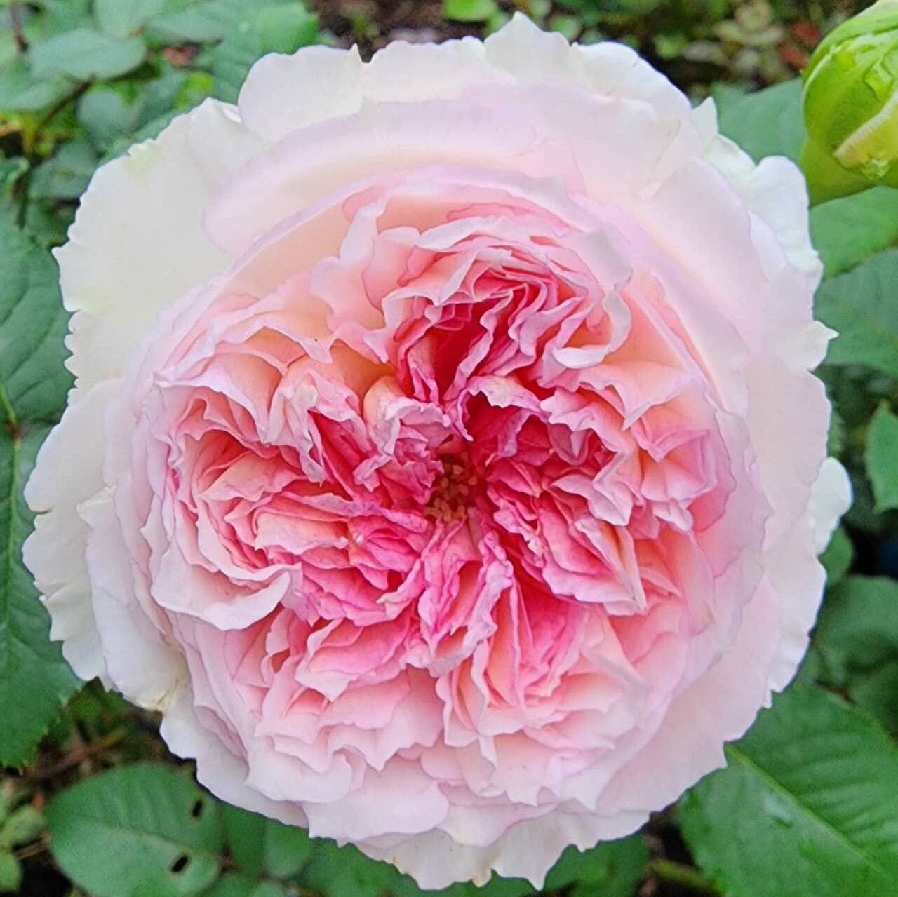 Rose 'Traumerei' (梦㓜曲) (1Gal+ Live Plant) Shrub Rose