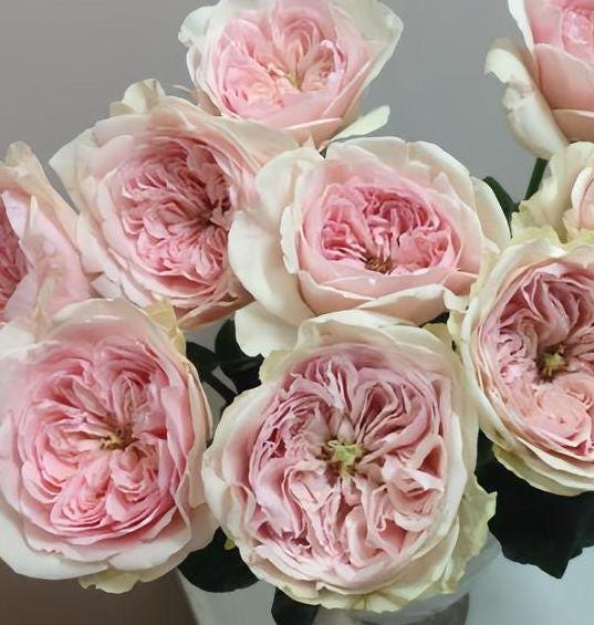 Rose 'Senlitsu ' (旋律) (1Gal+ Live Plant) Shrub Rose