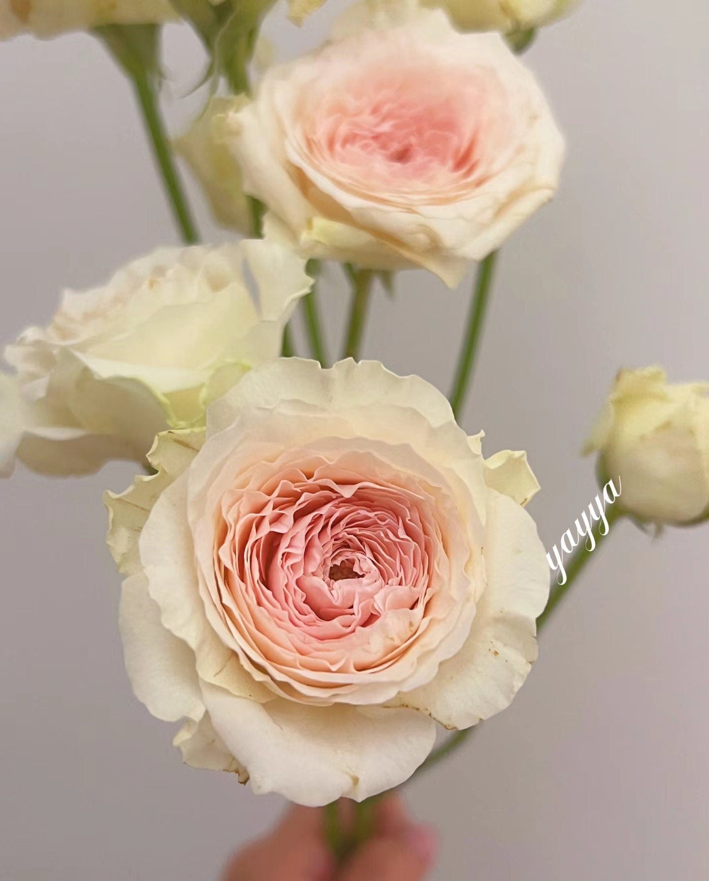 jade channel netherlands rose ( 翡翠台) (1 Gal+ Live Plant) Shrub Rose