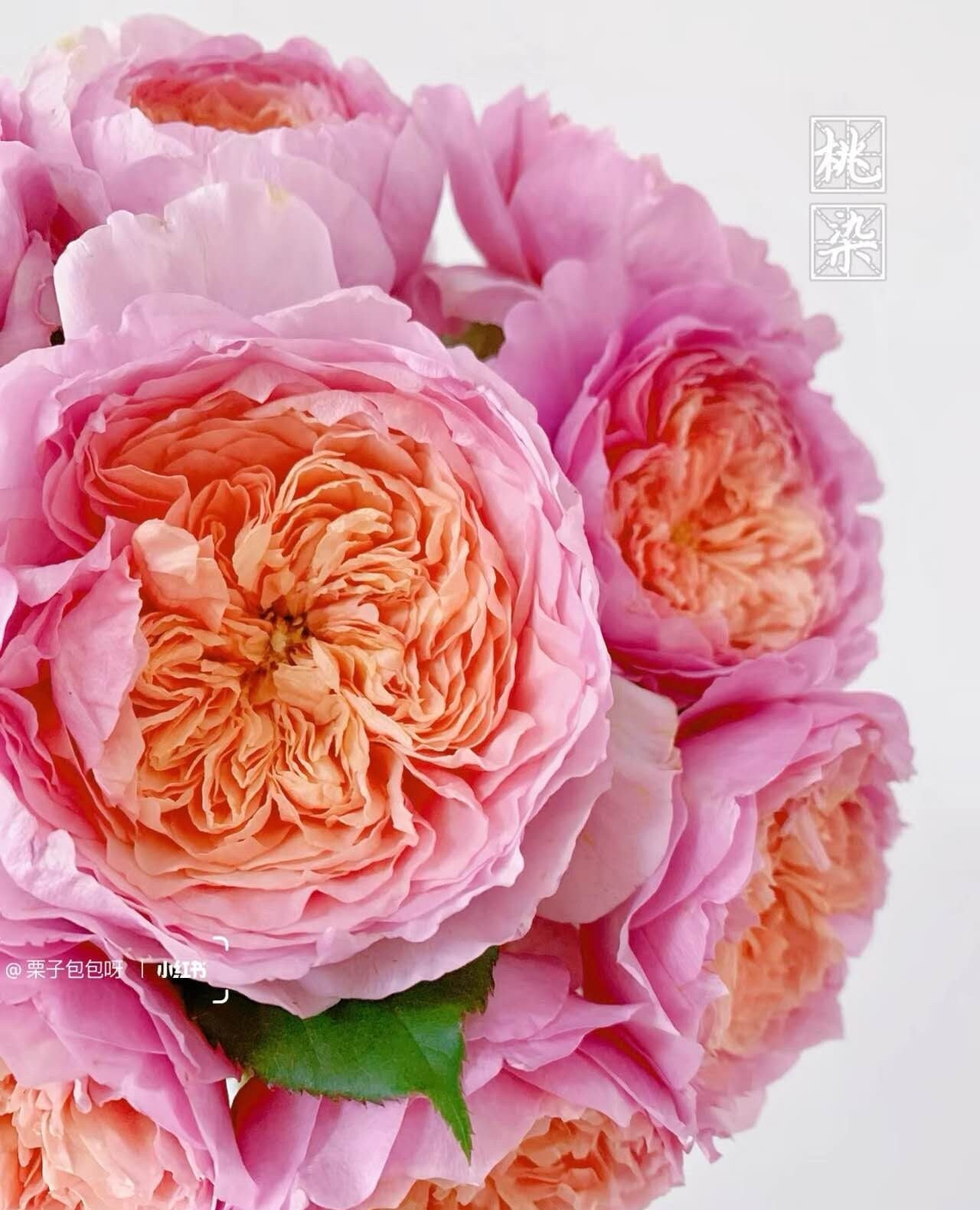 Rose 'Tao Ran' (桃染) 1Gal Own Root Bare Root|天狼月季| Strong Musky &Myrrh Fragrance| Large Bloom| Heat Resistant |