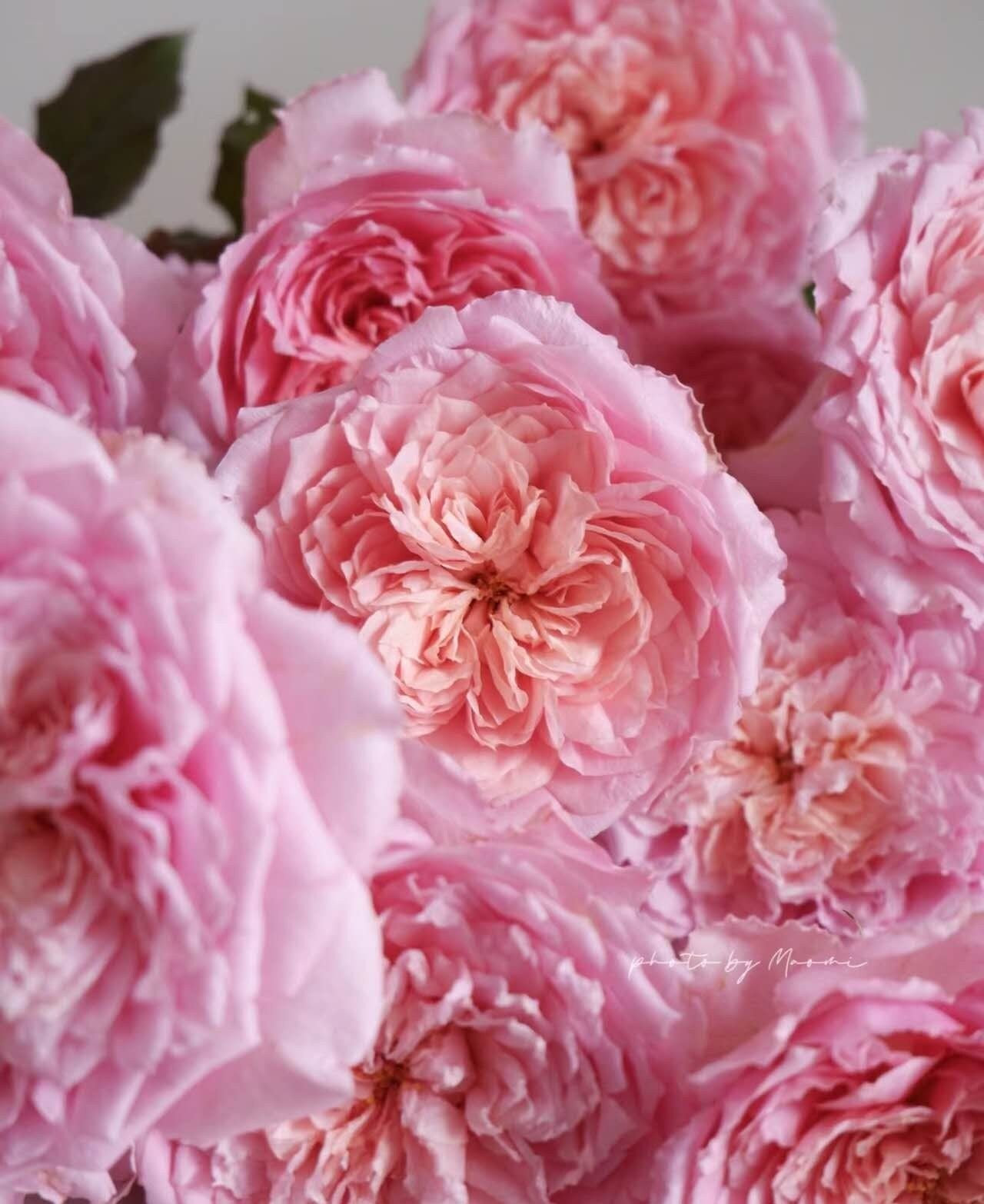 Rose 'Tao Ran' (桃染) 1Gal Own Root Bare Root|天狼月季| Strong Musky &Myrrh Fragrance| Large Bloom| Heat Resistant |