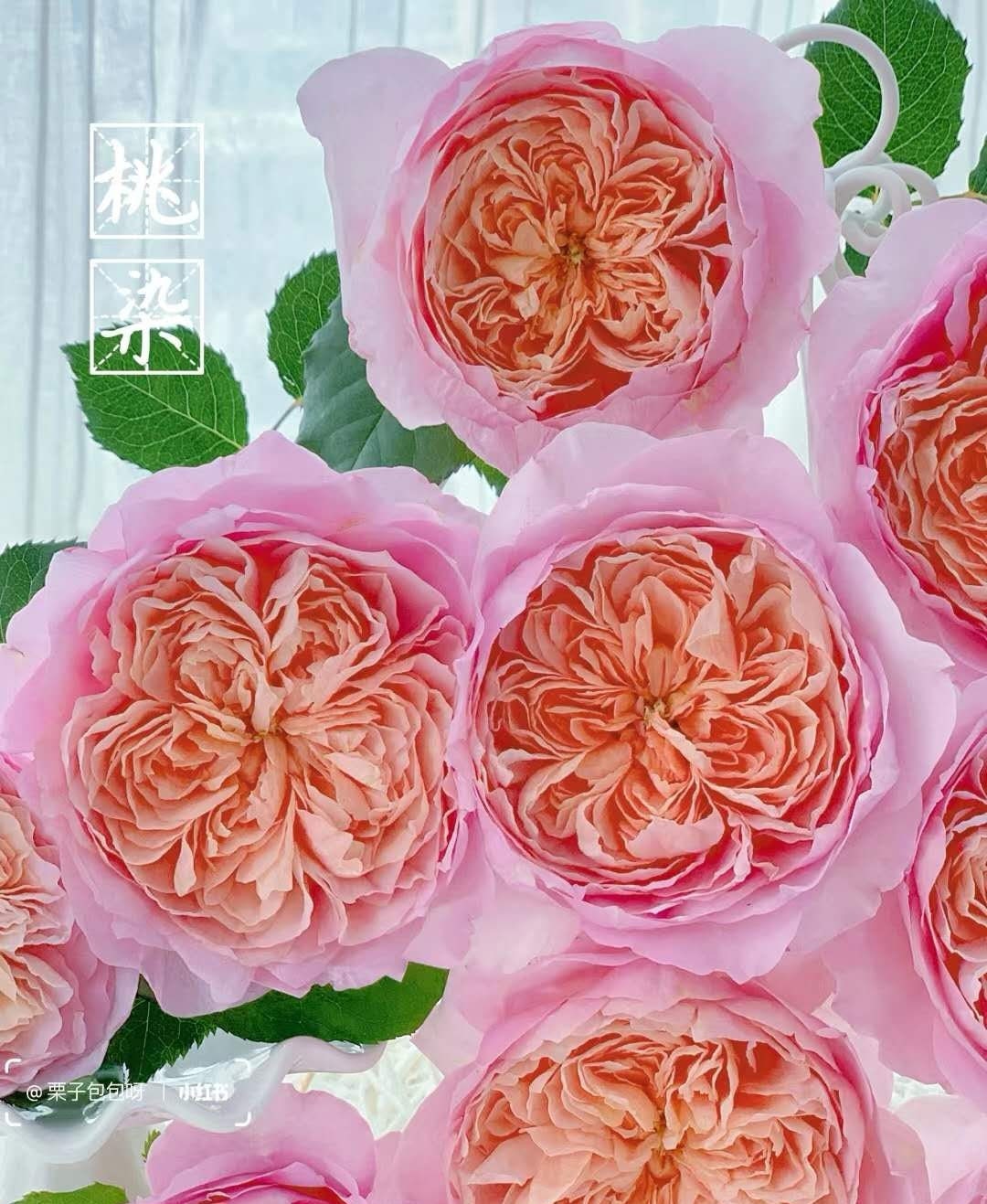 Rose 'Tao Ran' (桃染) 1Gal Own Root Bare Root|天狼月季| Strong Musky &Myrrh Fragrance| Large Bloom| Heat Resistant |