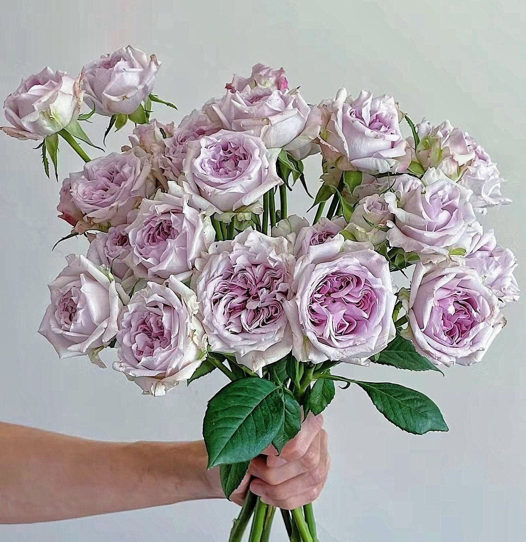 Rose 'Patchouli' (广霍香) VIP rose super fragrant cut rose live plant 1gal