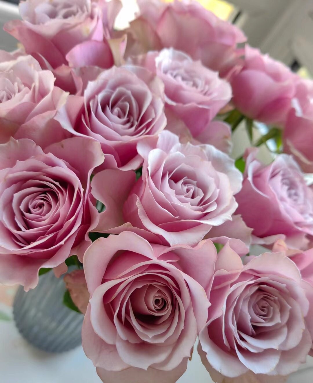 Rose 'Cossette' (珂赛特) (1Gal+ Live Plant)