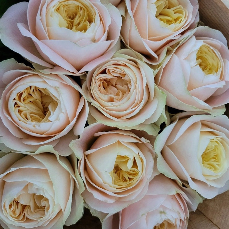 Rose Priscilla (普利希拉) (1Gal+ Live Plant) Shrub Rose cut rose
