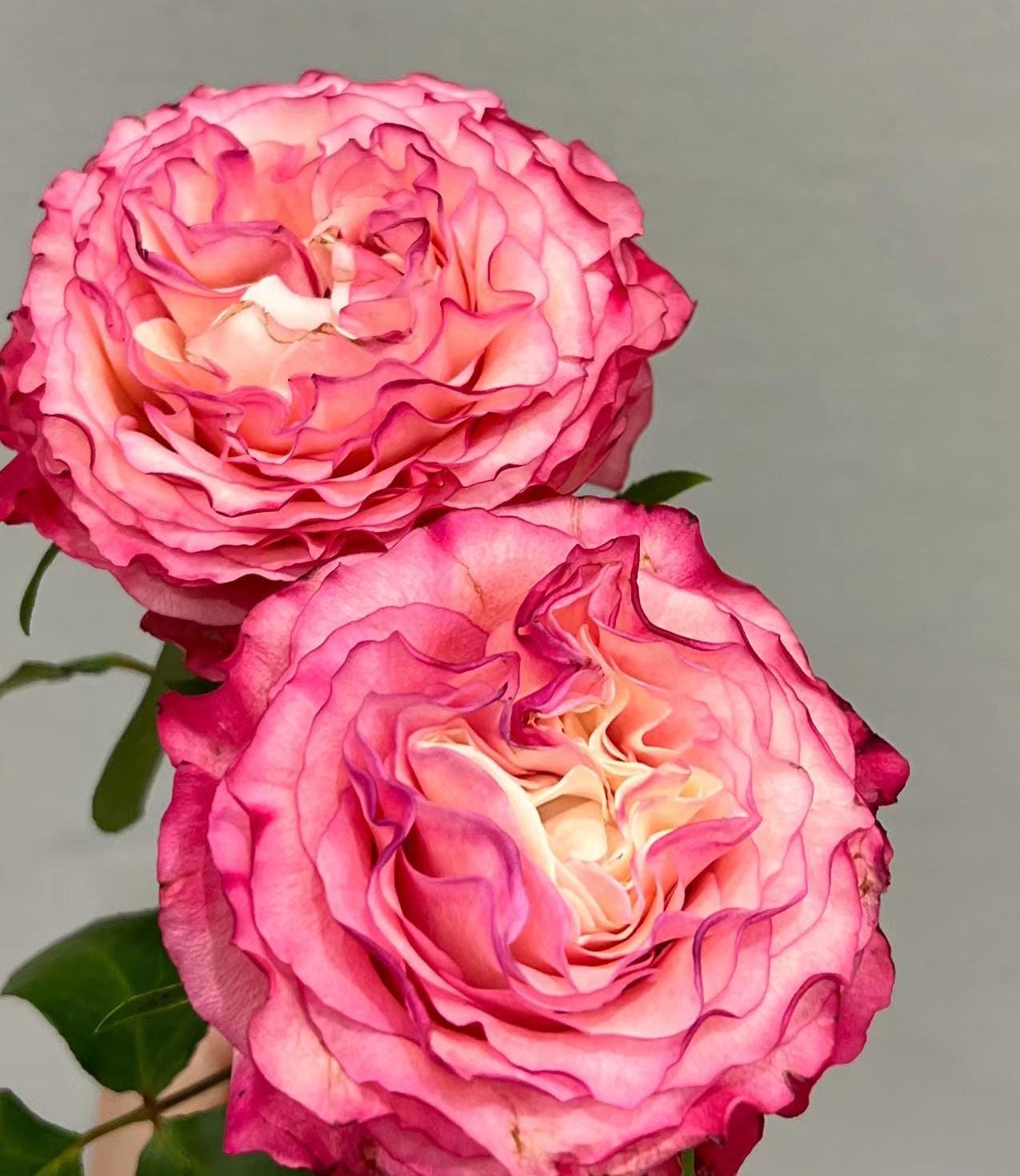Rose 'carmen' (卡门) Large flowers, , disease resistance, cut flowers