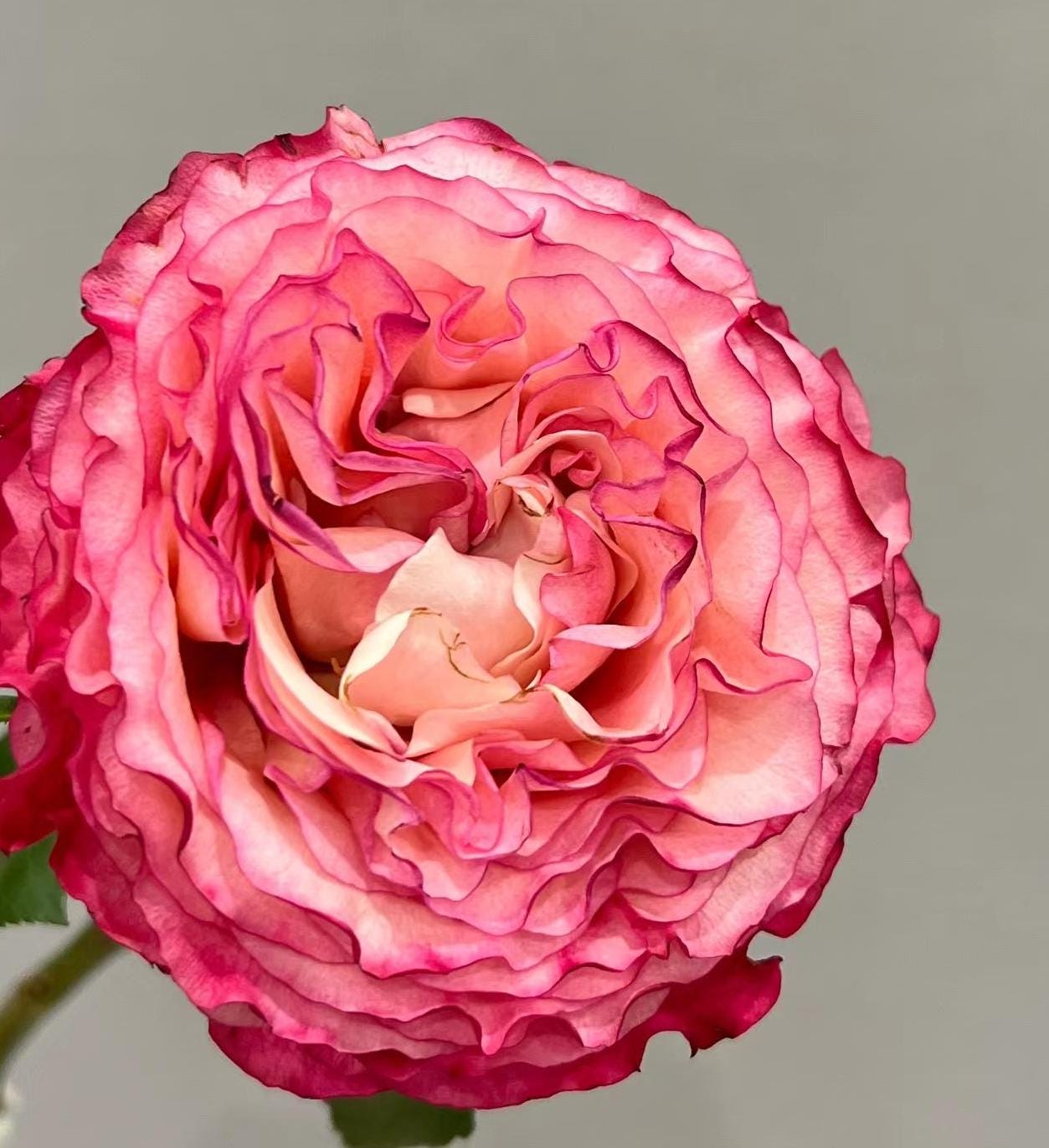 Rose 'carmen' (卡门) Large flowers, , disease resistance, cut flowers
