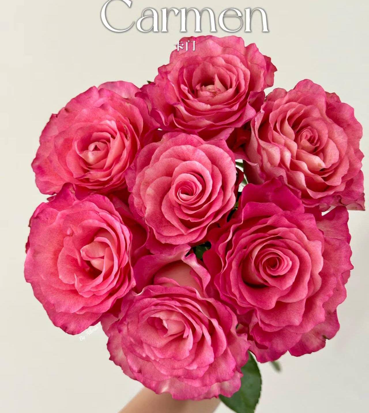Rose 'carmen' (卡门) Large flowers, , disease resistance, cut flowers
