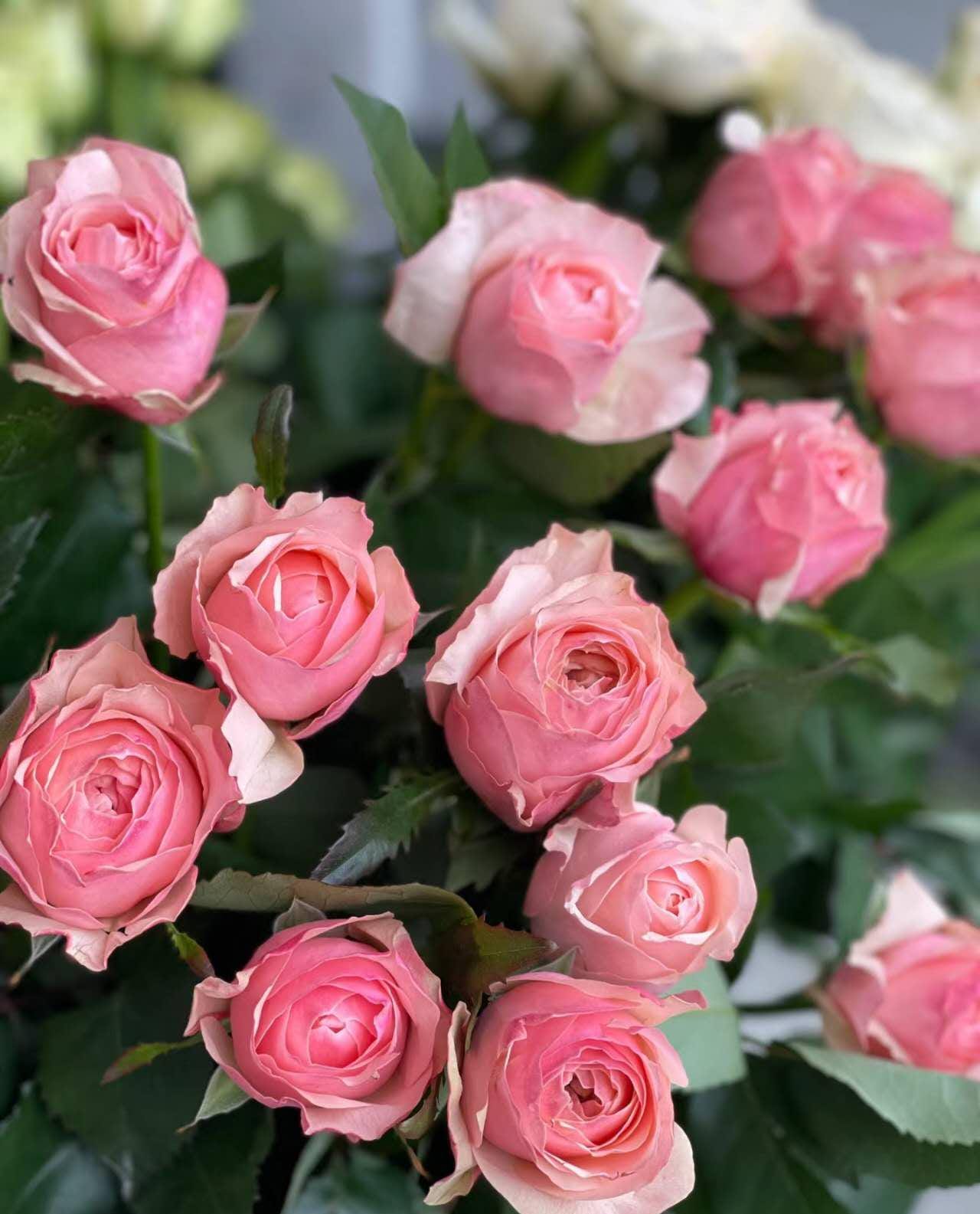 rose (Victorian Dream )(维多利亚梦想)  Large flowers, , disease resistance, cut flowers