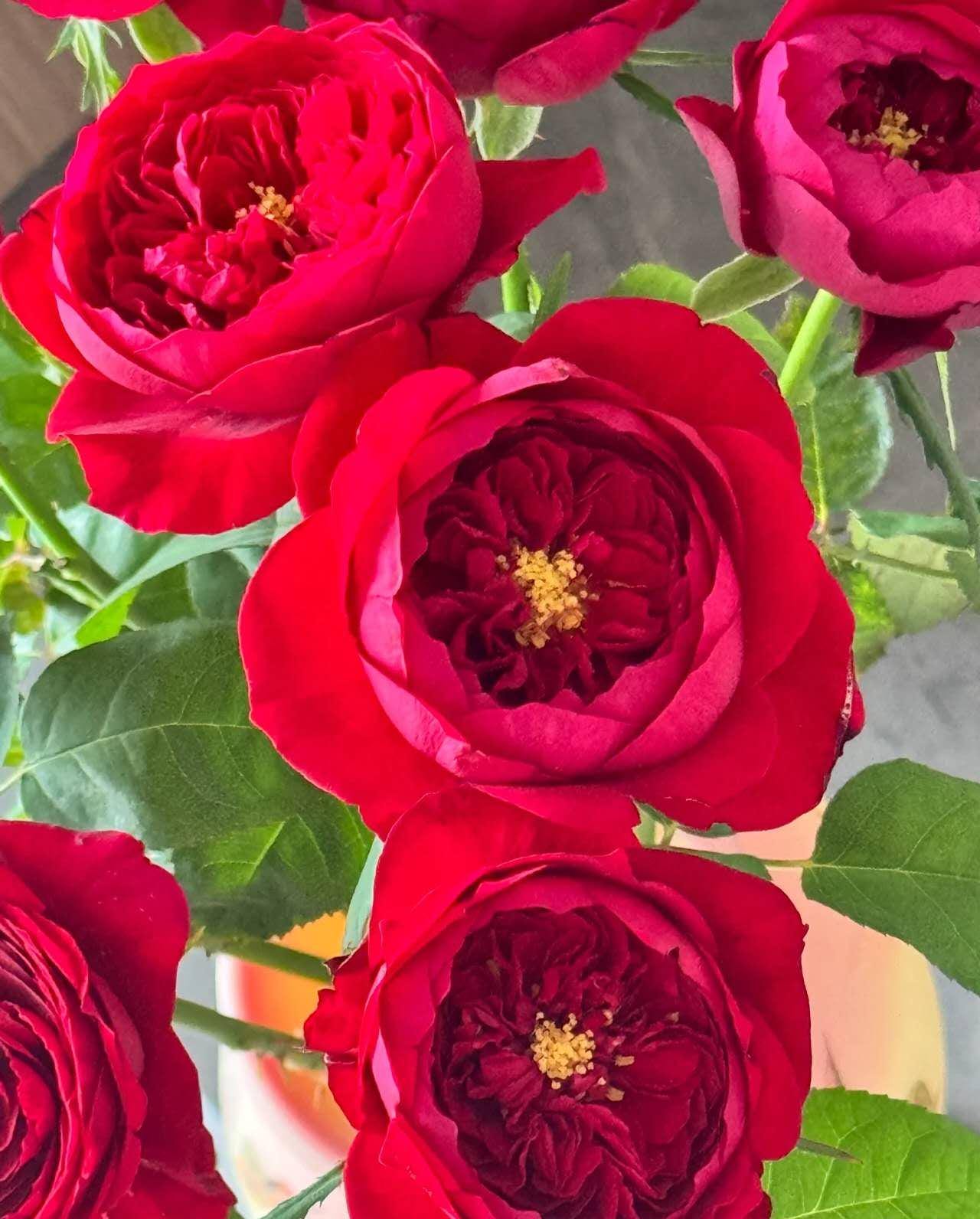 Peony Red Florist Shrub Rose large-flowered fragrant shrub , disease resistance, cut flowers