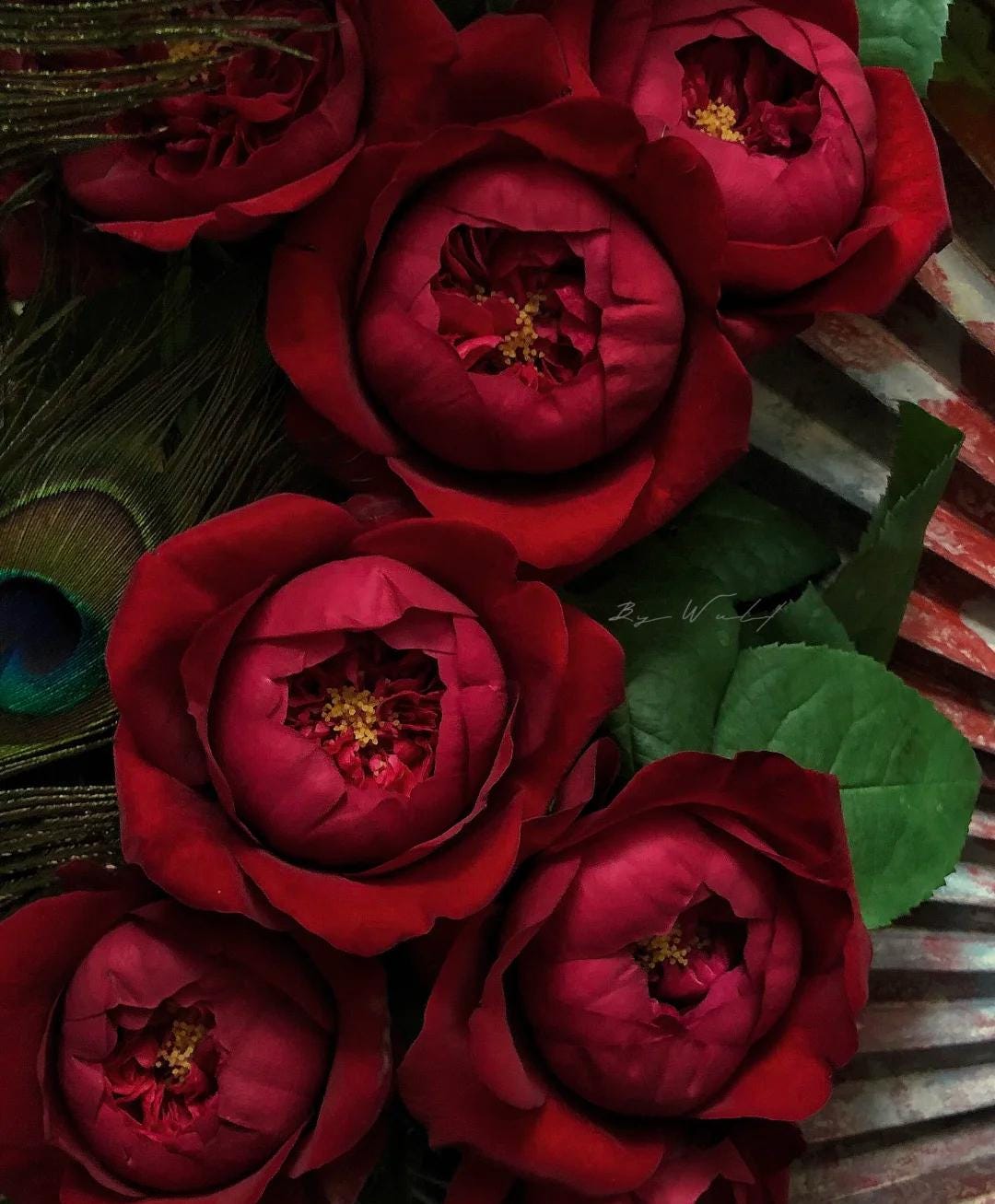 Peony Red Florist Shrub Rose large-flowered fragrant shrub , disease resistance, cut flowers
