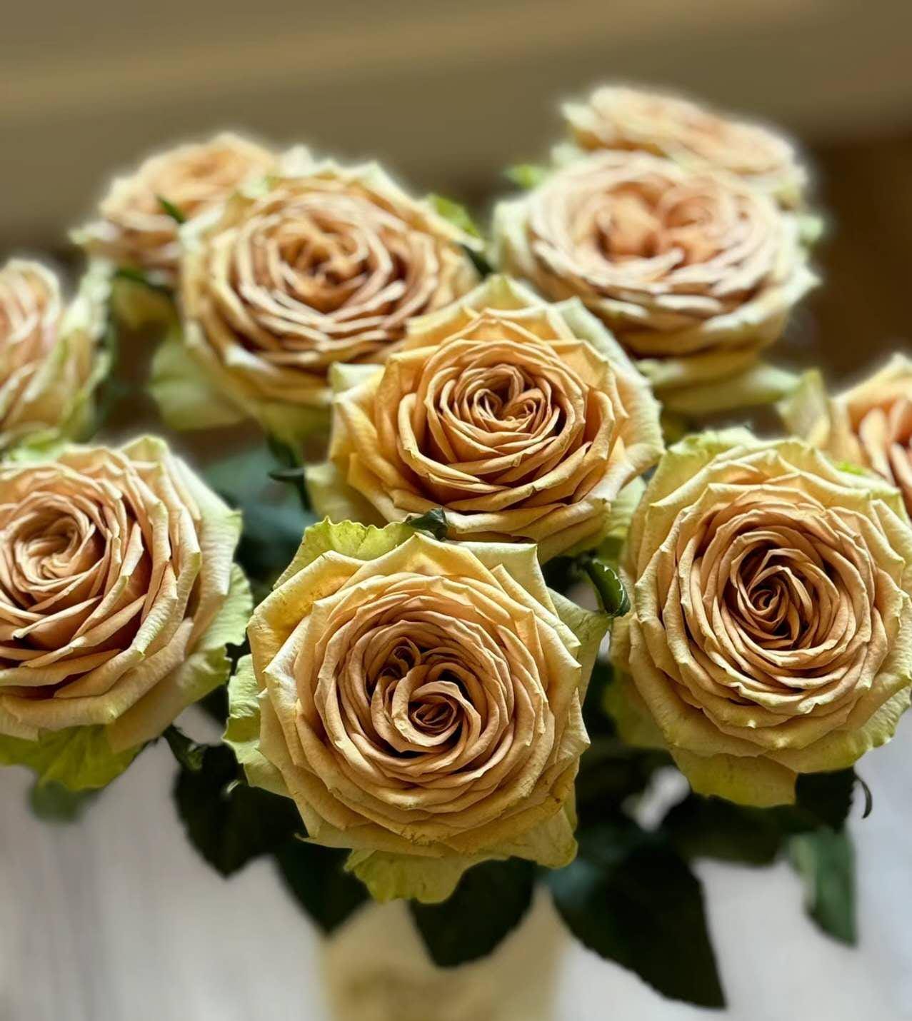 Teddy's Netherlands Florist Shrub Rose' (泰迪) (1Gal+ Live Plant) Shrub Rose cut rose