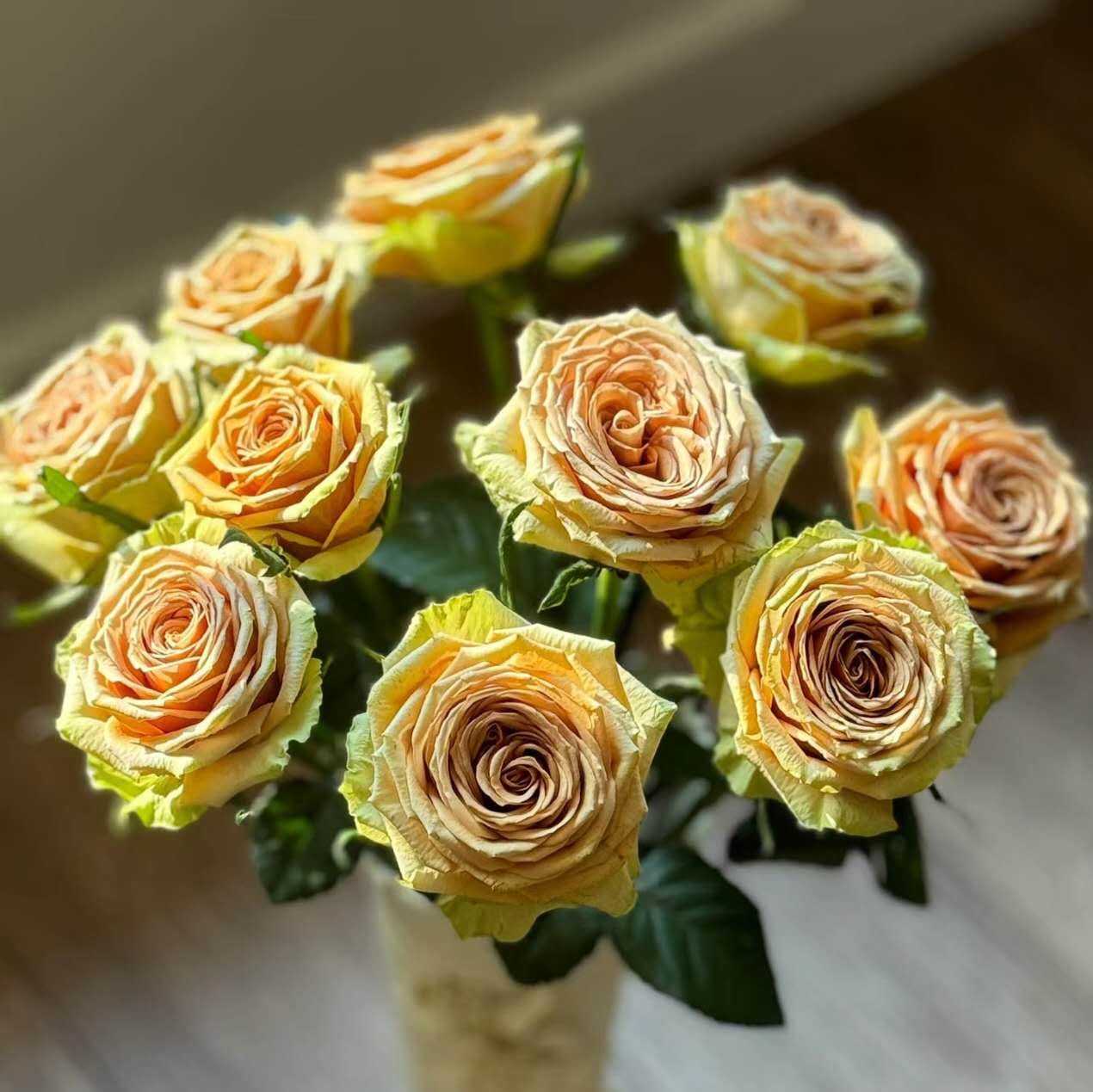 Teddy's Netherlands Florist Shrub Rose' (泰迪) (1Gal+ Live Plant) Shrub Rose cut rose