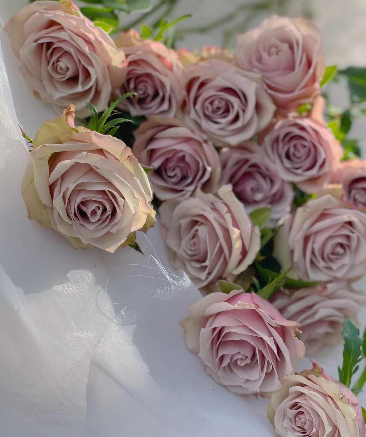 wild moss Netherlands Florist Shrub Rose (1Gal+ Live Plant) cut rose